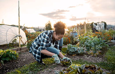 Sustainable Food Systems